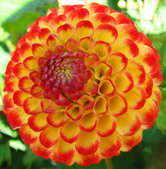 Dahlia ' LITTLE BEESWING '  (Pom.)  Keynes  UK  1909  Visit to the USA 2022  (David Brown)